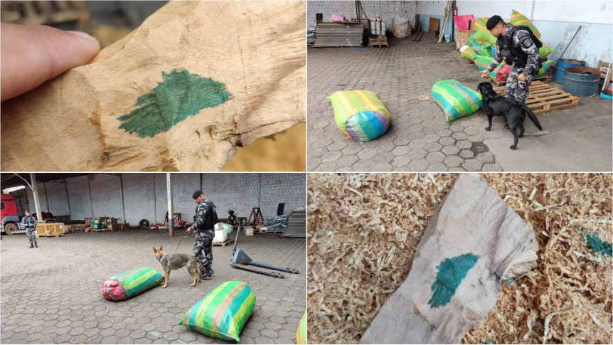 CADELAS FAREJADORAS DA PM IDENTIFICAM CARGA COM MISTURA DE “PÓ DE SERRA” E&nbsp;COCAÍNA