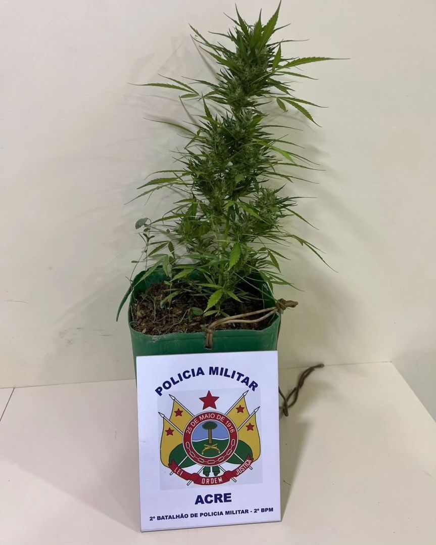 POLÍCIA MILITAR APREENDE PLANTA DE MACONHA NO VILA&nbsp;ACRE